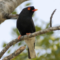 Retz's Helmetshrike